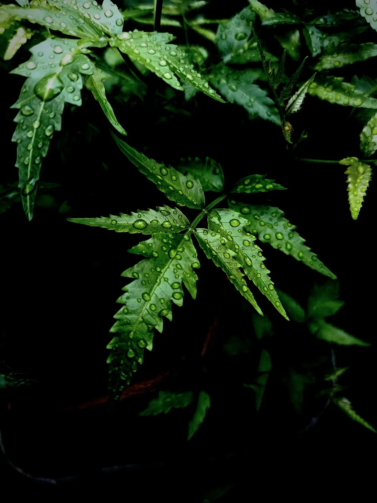 Neem leaves and branches against the sky